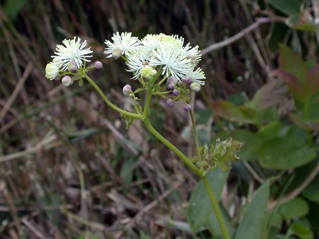 e0100772_2253036.jpg