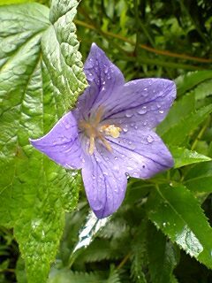 雨に咲く花_f0105172_1323865.jpg