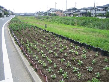 井畑花の道サークル・・・定植作業_b0105374_1455774.jpg