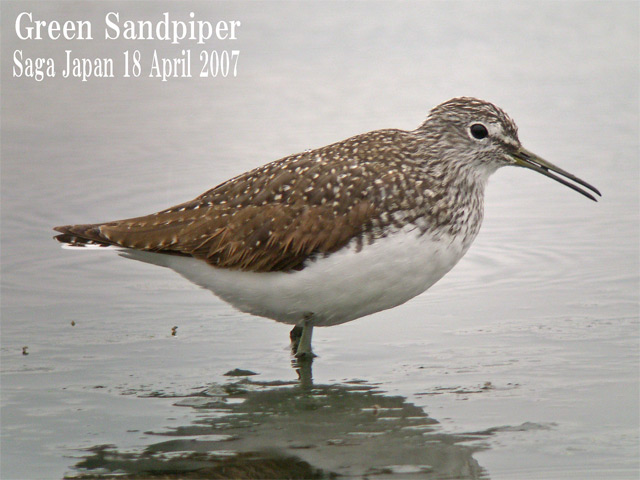 クサシギ　Green Sandpiper/ Tringa ochropus_c0071489_101538.jpg