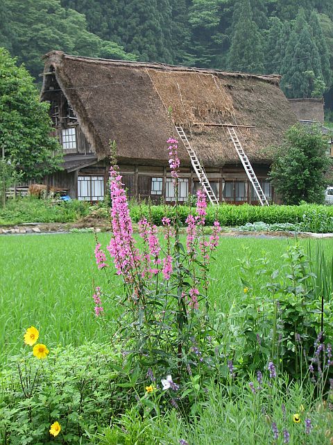 雨の白川郷　２_c0036317_012232.jpg