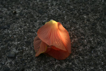 e0041337_04341.jpg