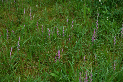 c0093046_6543445.jpg