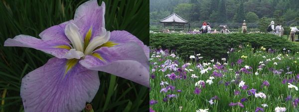 花しょうぶ園　兵庫県・三田/永沢寺_c0009855_201273.jpg