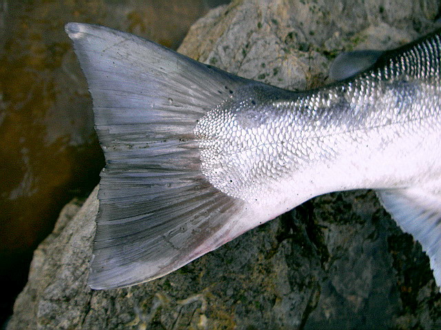 f0084561_1356925.jpg