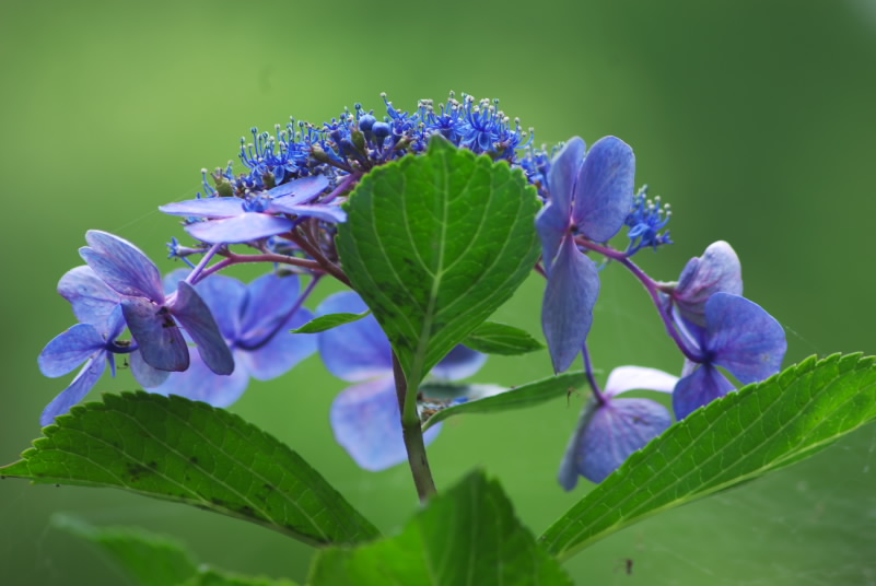 公園の紫陽花_b0104774_2182589.jpg