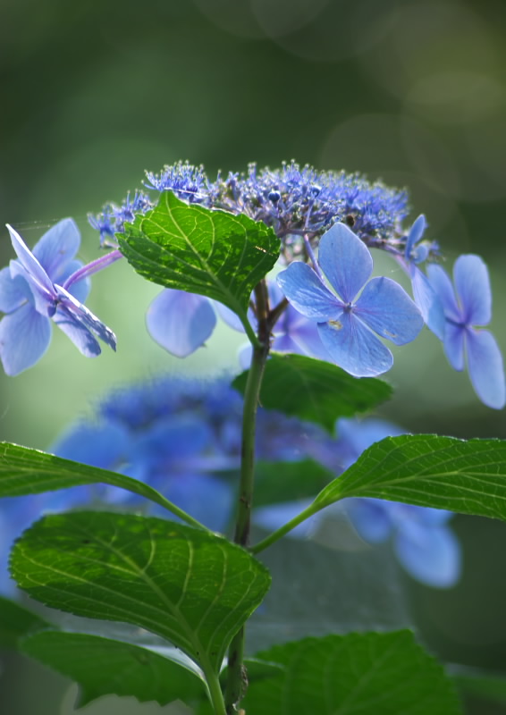 公園の紫陽花_b0104774_2192232.jpg