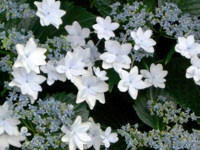 c0078480_1571393.jpg
