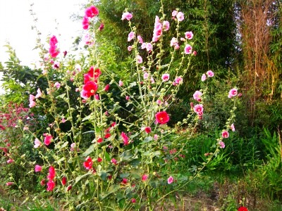 c0078480_23321086.jpg