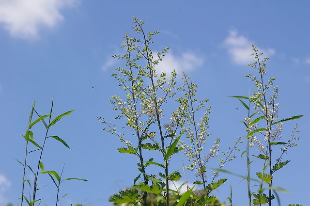 e0070891_2047421.jpg