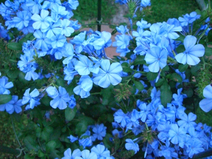 c0117898_202277.jpg