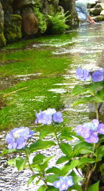 水中の花、山上の花・・・_f0135222_1919161.jpg