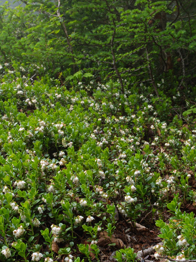 c0006928_21301131.jpg