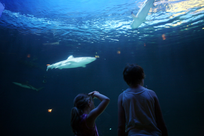 水族館_c0039630_15205928.jpg