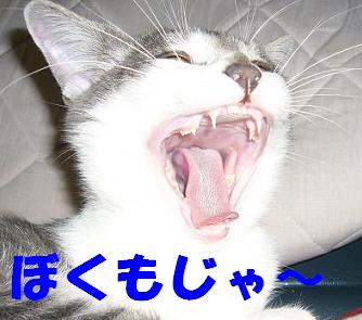 2007年 7月7日_f0002743_11103436.jpg