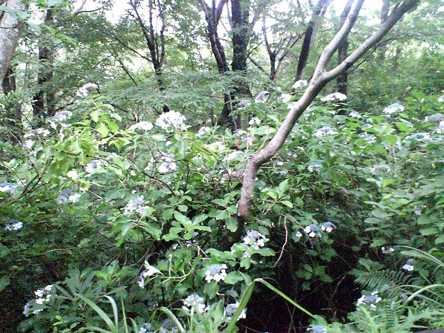 c0024254_0102132.jpg