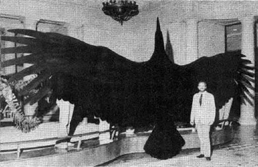 飛ぶことのできる史上最大の鳥 アルゲンタビス マグニフィセンス 不平屋のつぶやき D