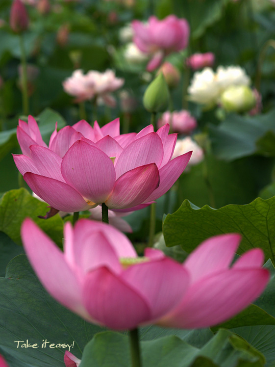  pop lotus_a0078765_19331914.jpg