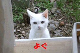 a0064067_128756.gif