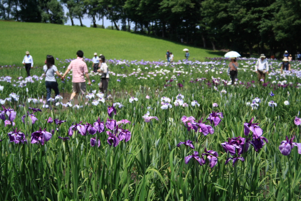 八紘学園の菖蒲園_b0103470_1841326.jpg