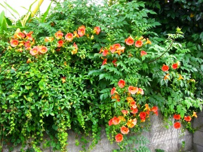 c0078480_21442251.jpg