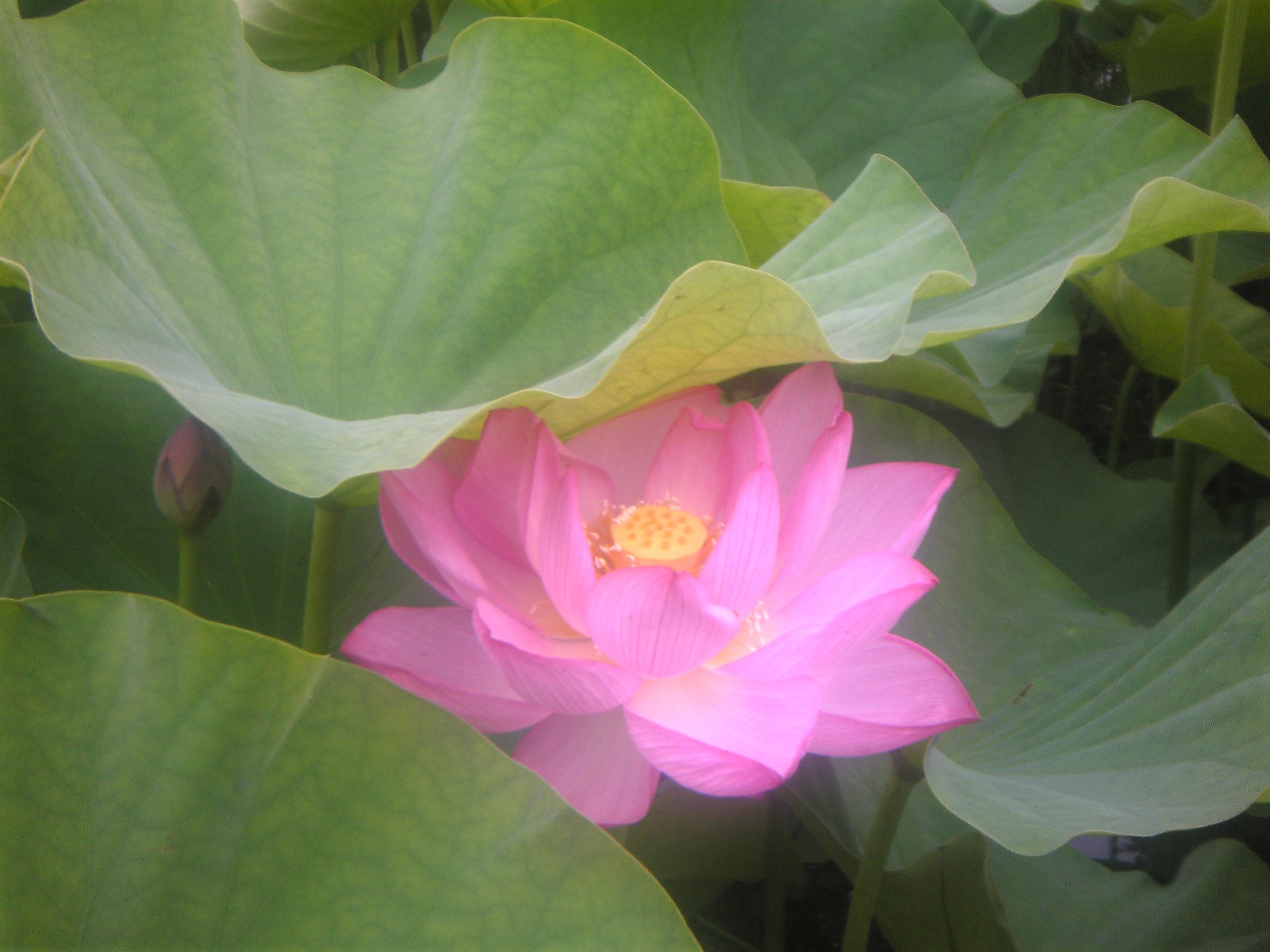 蓮が咲いたよ_b0080104_1822820.jpg