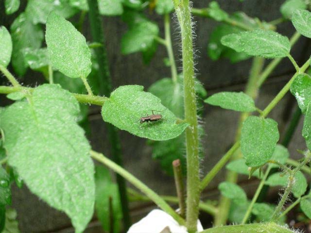 この虫が何匹もお庭を飛び回っているのですが‥_b0025008_213032.jpg