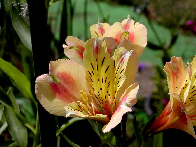 a0004023_73730.jpg