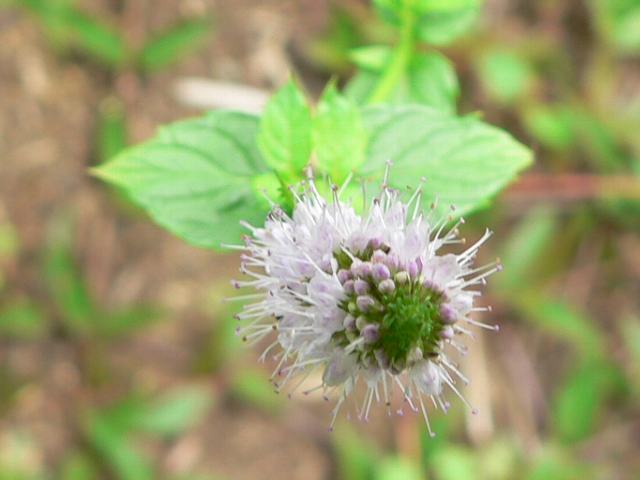 レモンバーム 花の仲間調べ