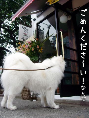 白い仲間たち_c0062832_1755436.jpg