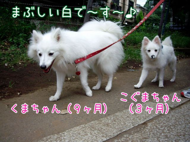 白い仲間たち_c0062832_1761358.jpg