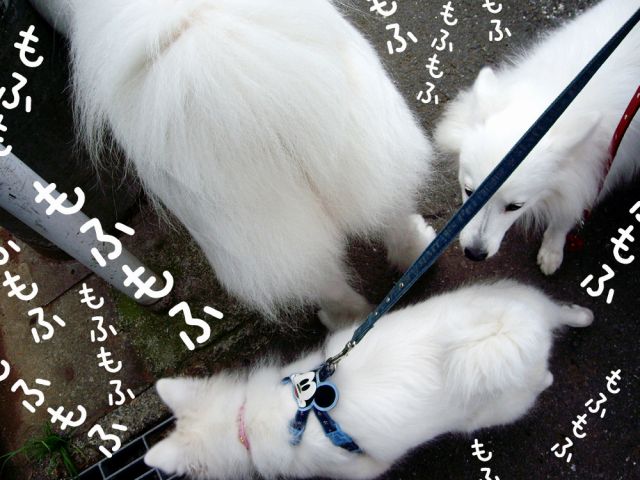 白い仲間たち_c0062832_176531.jpg