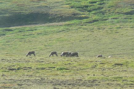 アラスカ日記・6/27_f0118332_15154714.jpg