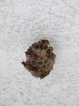 b0089338_283872.jpg