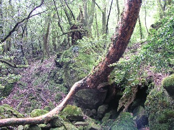 d0009738_6421821.jpg