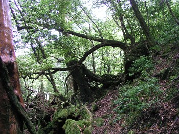 d0009738_6435574.jpg