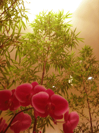 f0134642_0211412.gif