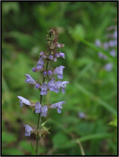 シソ科の花 野草風薫