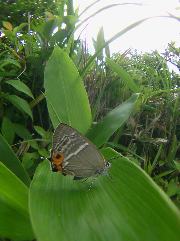 c0045352_17181239.jpg