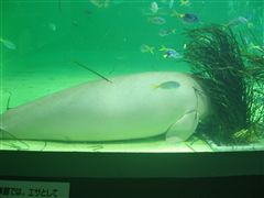 伊勢&鳥羽水族館_d0082655_23571399.jpg