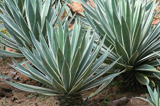 リュウゼツラン科（Agavaceae） : えるだまの植物図鑑
