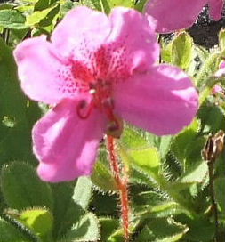 b0067569_9565749.jpg