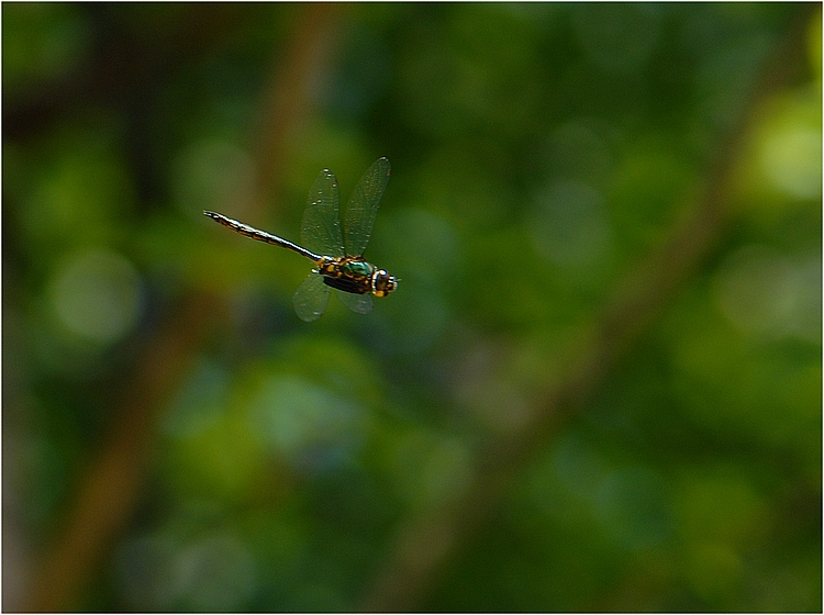 夏トンボ_f0088971_19361715.jpg