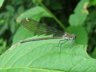 d0019074_6574290.jpg