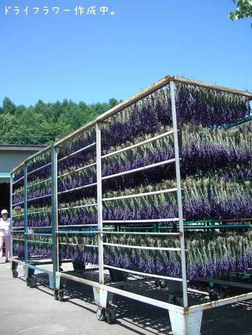 ぐり、富良野・美瑛を旅する。その4_b0000885_16355140.jpg