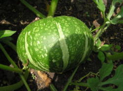 e0064493_1615041.jpg