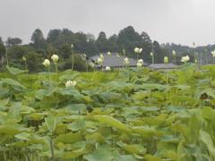 c0104296_1323375.jpg