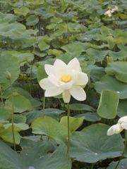 c0104296_13241486.jpg