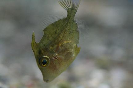 ウマヅラ カワハギの子どもたち ぐるにゃん