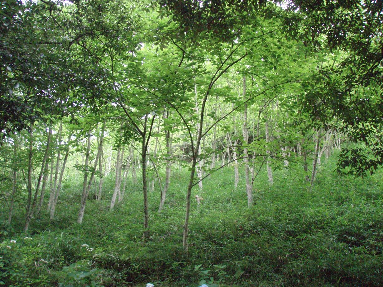 d0051106_703970.jpg